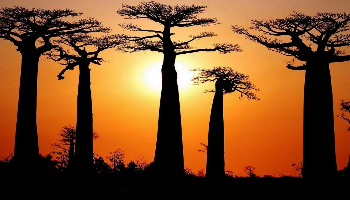 paysage de baobabs comme mur du cabinet